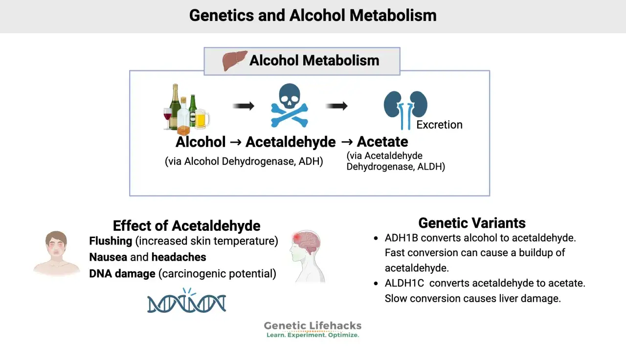 Metabolizm alkoholu: alkohol → aldehyd octowy → octan. Wpływ aldehydu: zaczerwienienie, nudności, bóle głowy, uszkodzenie DNA. Zależy od genetyki, ile schodzi jedno piwo.