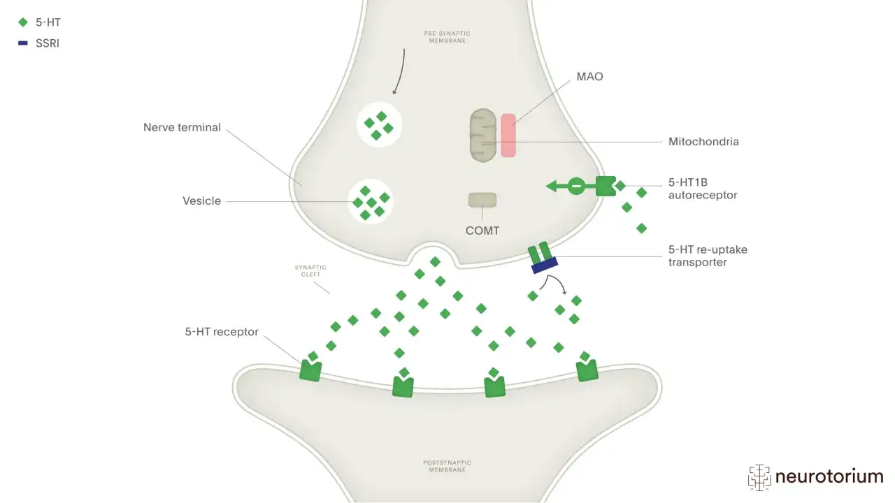 Schemat synapsy: 5-HT (serotonina) uwalniana z zakończenia nerwowego, blokowana przez SSRI (jak Seronil) w transporcie zwrotnym.